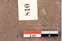 Foto (Detailsansicht) von Plantae indet. (NHMW-GEO-2024-0188-0810a)